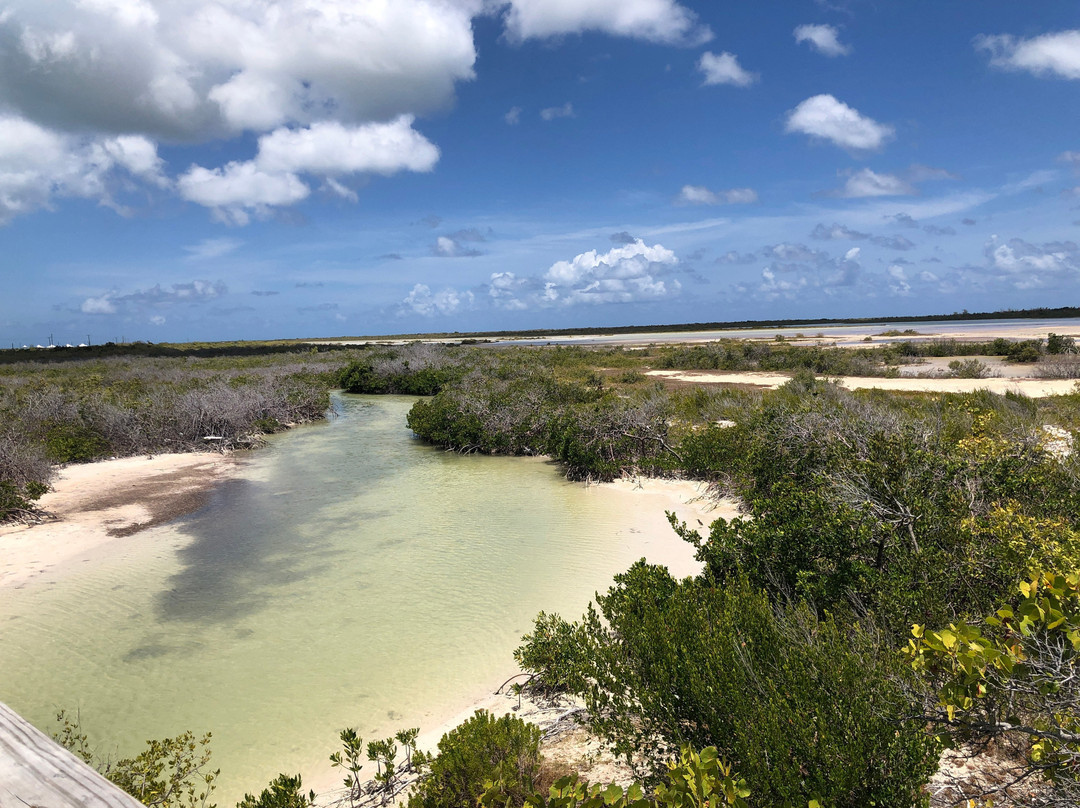 Flamingo Pond-Anegada必去景点