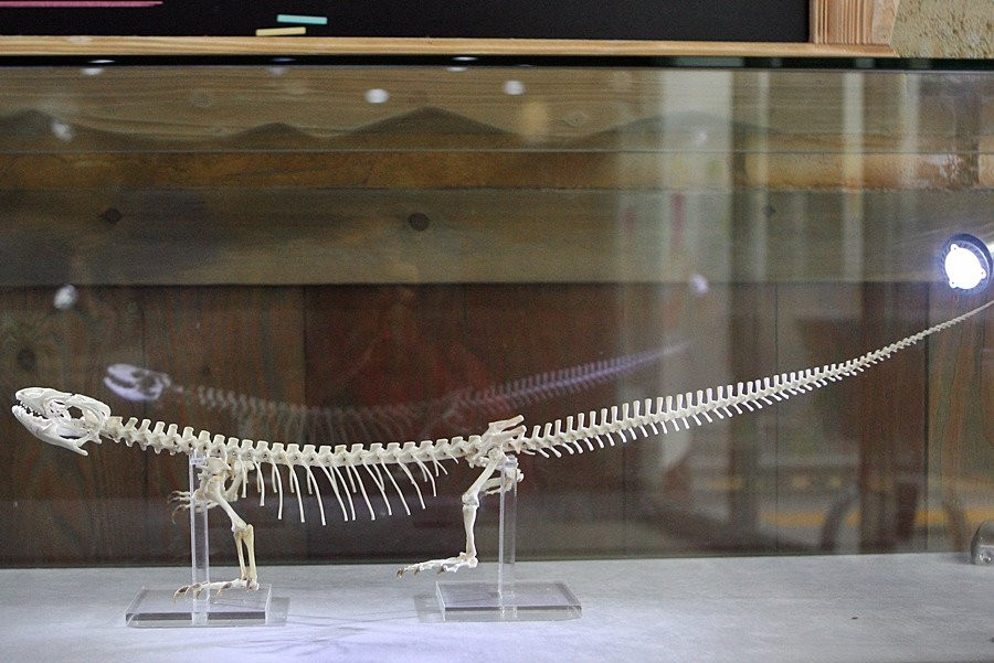 Hampyeong Herptile Eco Park-咸平郡必去景点