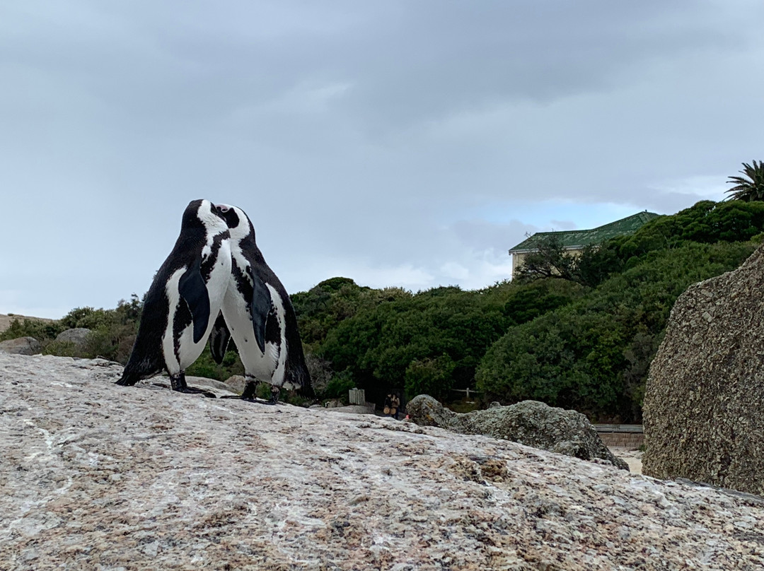 Travel Pilot-开普敦中心区必去景点