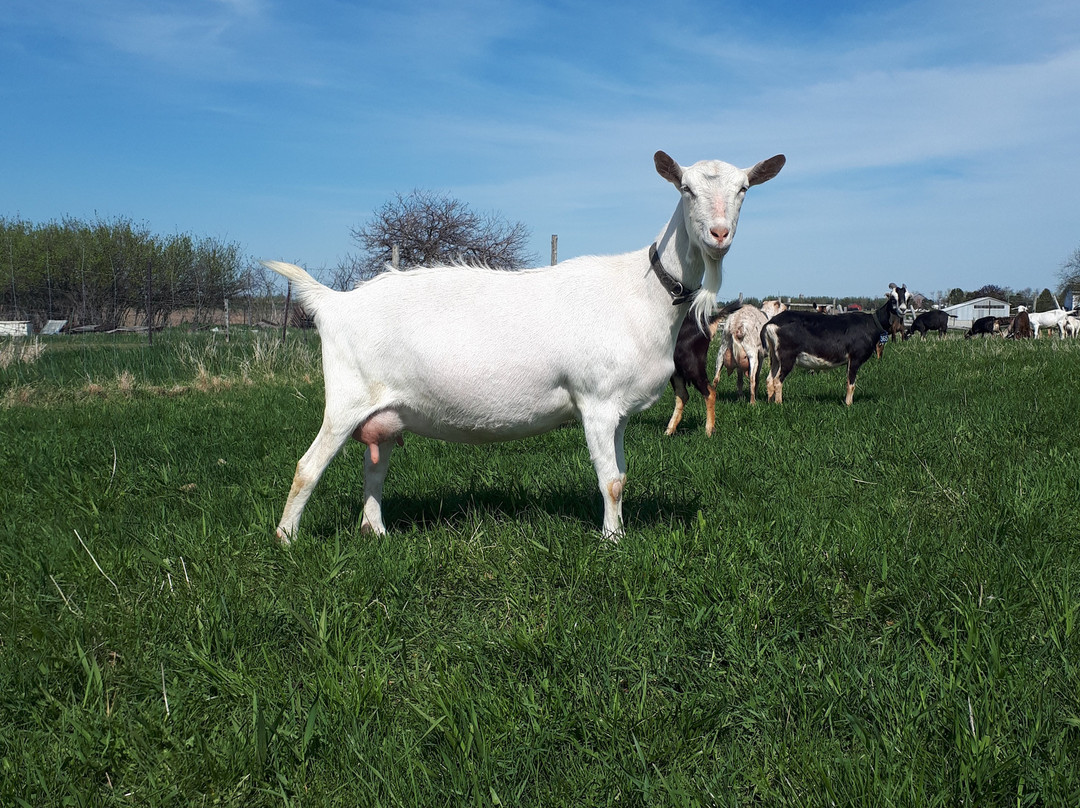 River's Edge Goat Dairy-Arthur必去景点
