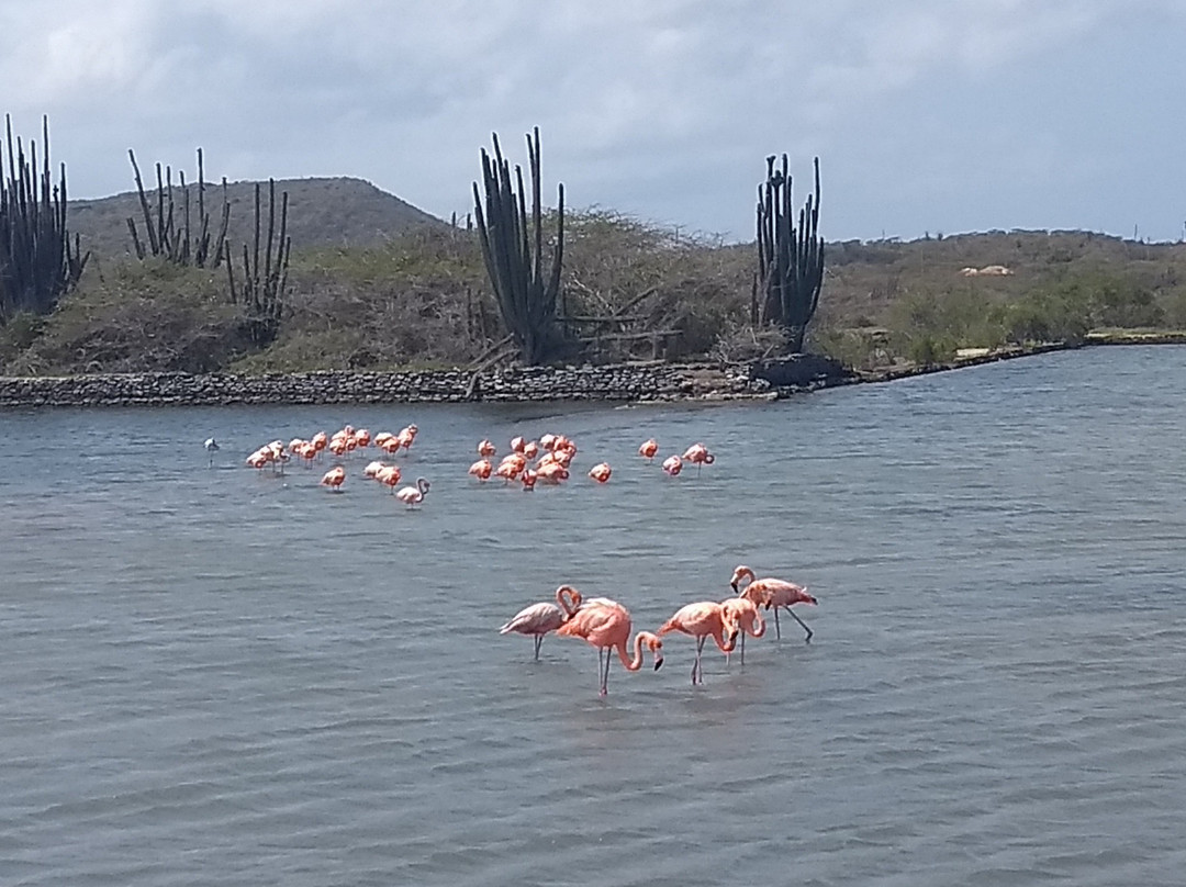 Blue Angel Tours-Sint Willibrordus必去景点