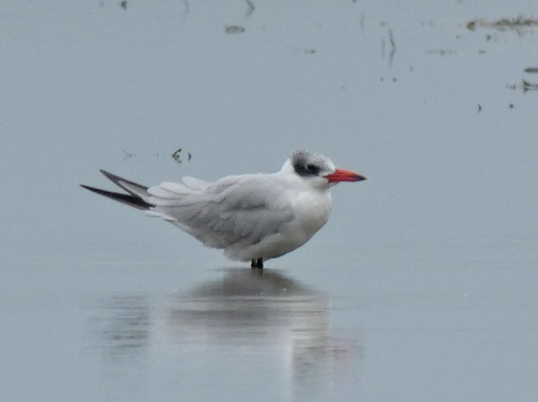Okarito Lagoon景点图片