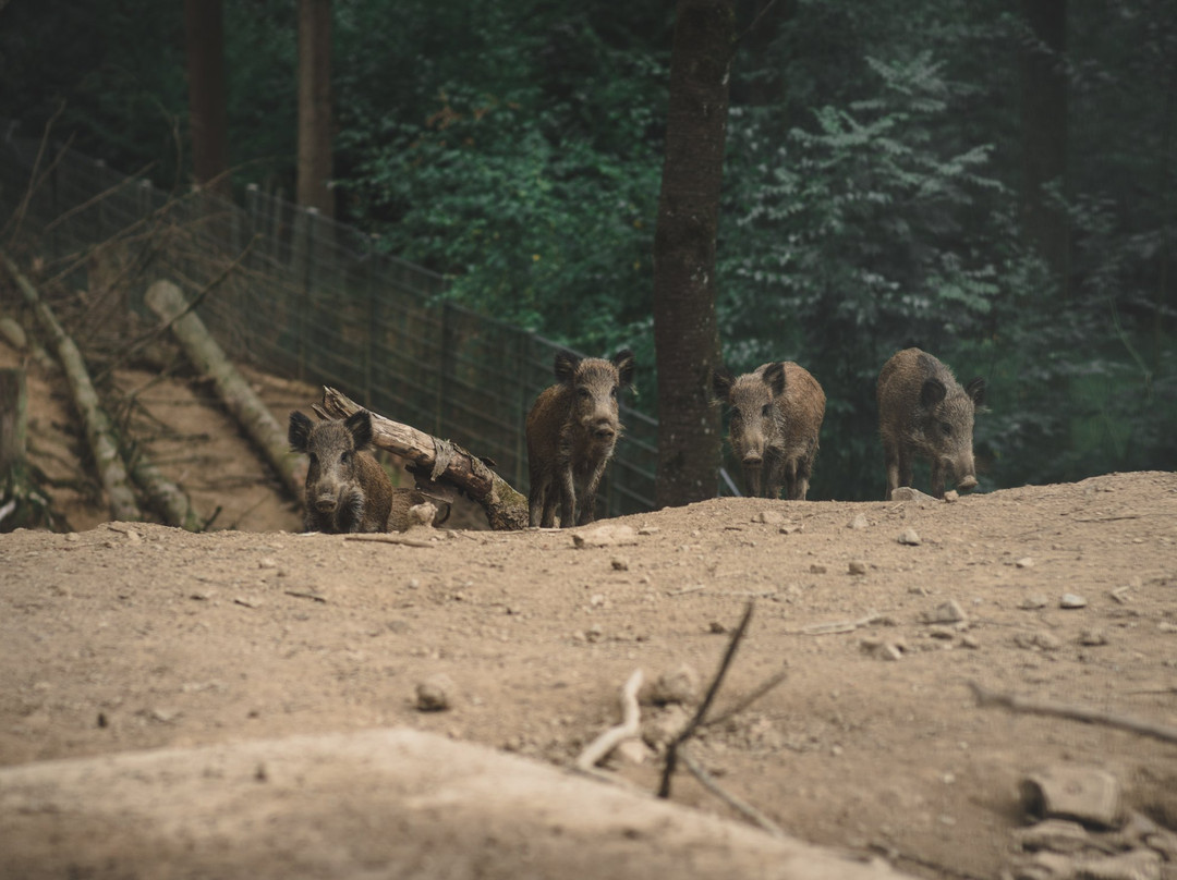 Wildpark Schwarzach景点图片