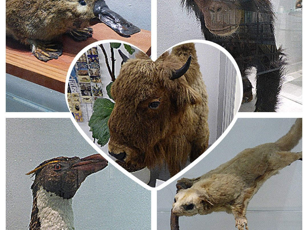 Zoologisches Museum-基尔必去景点