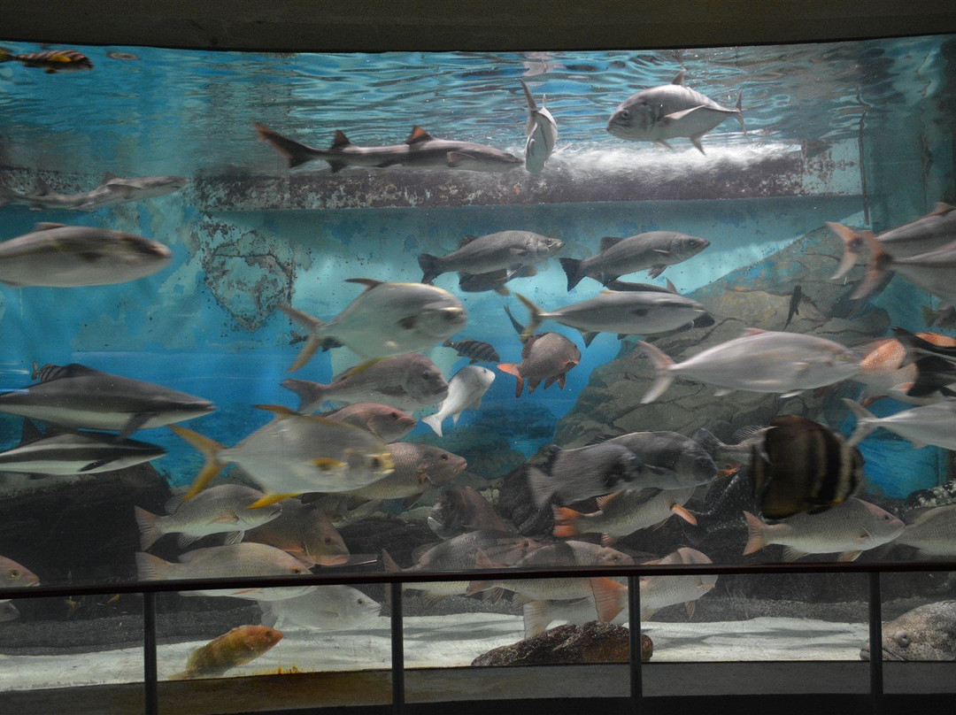 志摩海洋世界水族馆景点图片