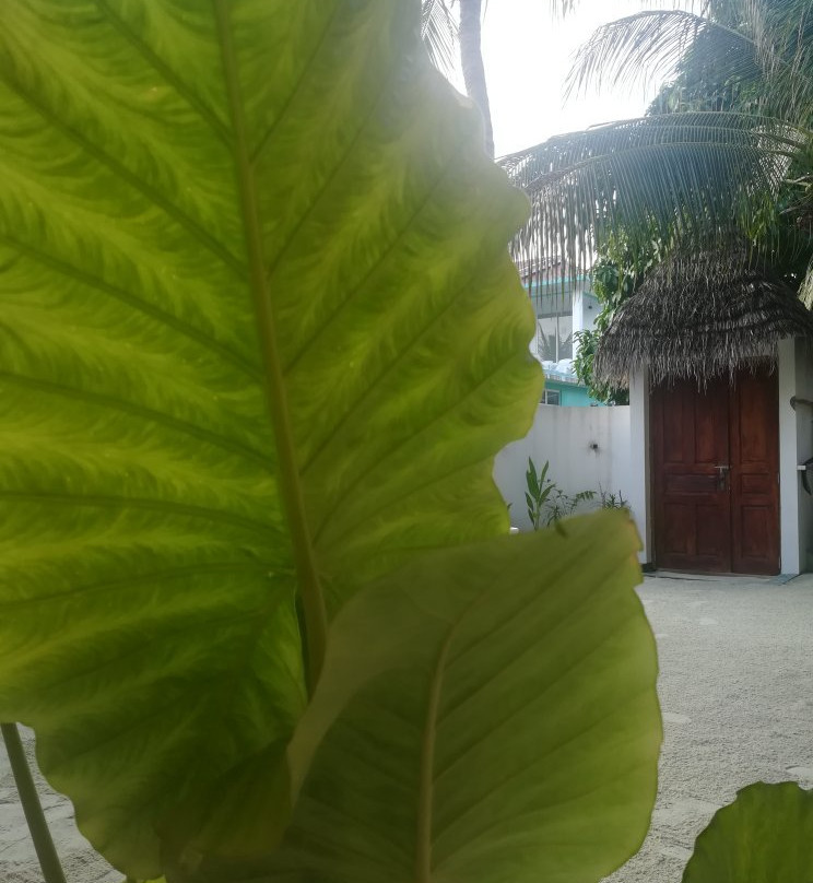 Banana Residence主图