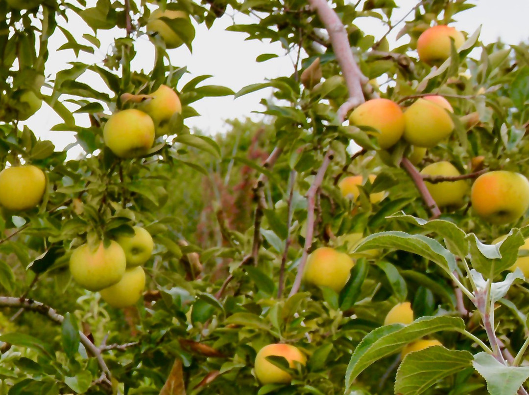 Apple Castle景点图片