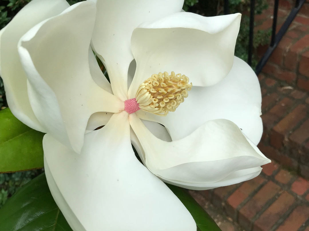 Springwood Inn主图