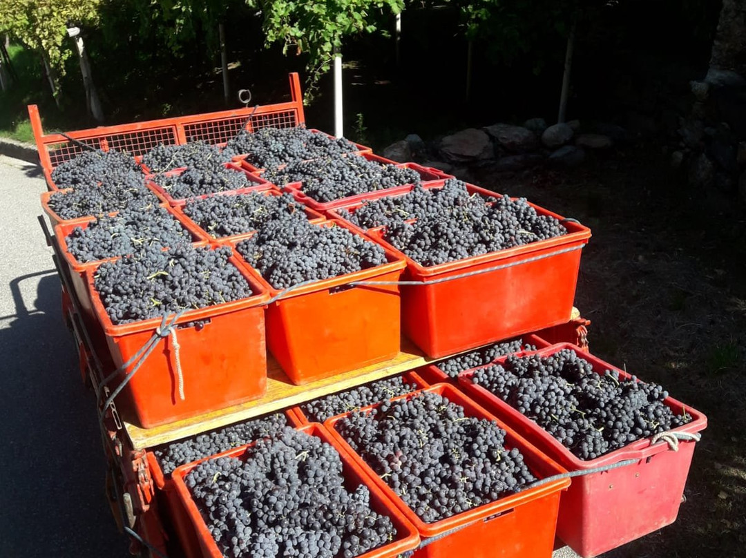 Cantina Produttori Nebbiolo di Carema景点图片