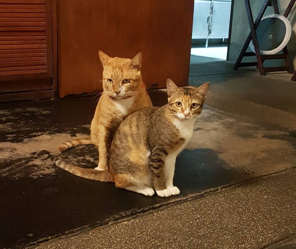 特森塔拉灿塔拉酒店&度假别墅——达勒主图