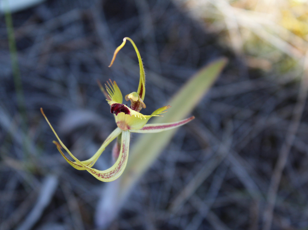 Go Ona Bus-珀斯必去景点