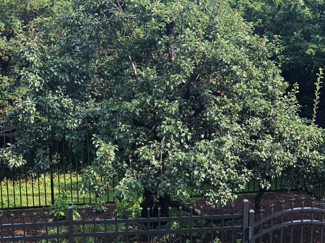 Endicott Pear Tree景点图片