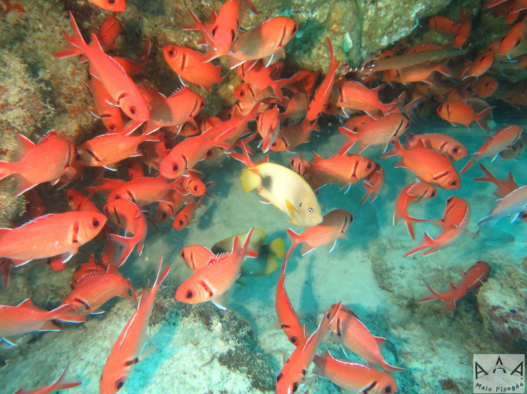 AAA Maio Diving景点图片