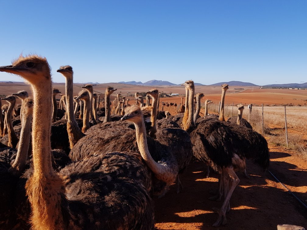 Skilpadgat Guest Farm主图