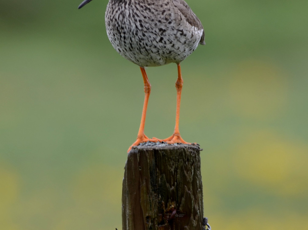 The Flói Bird Reserve景点图片