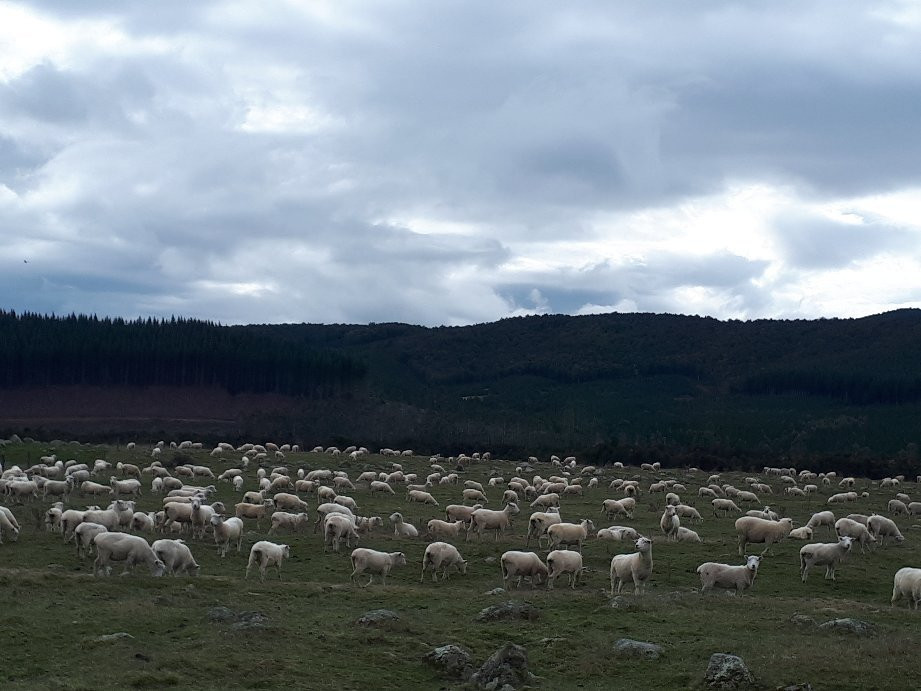 Nelson Lakes National Park景点图片