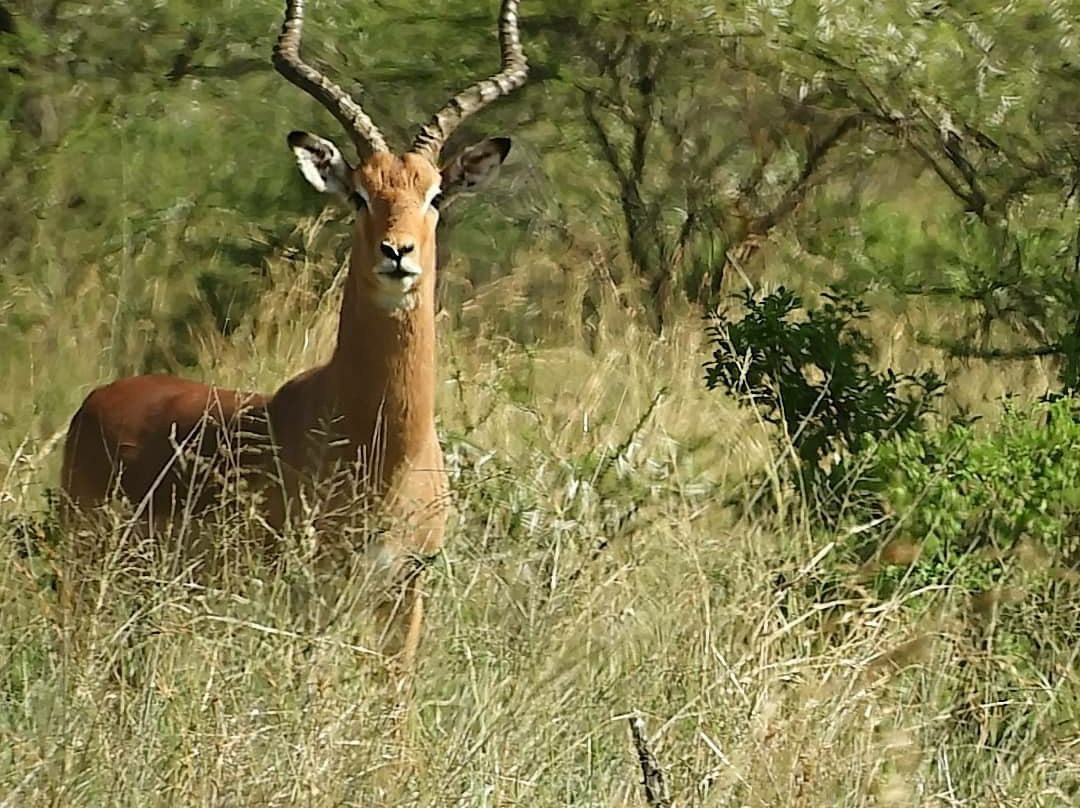 Polokwane Game Reserve-波罗关必去景点
