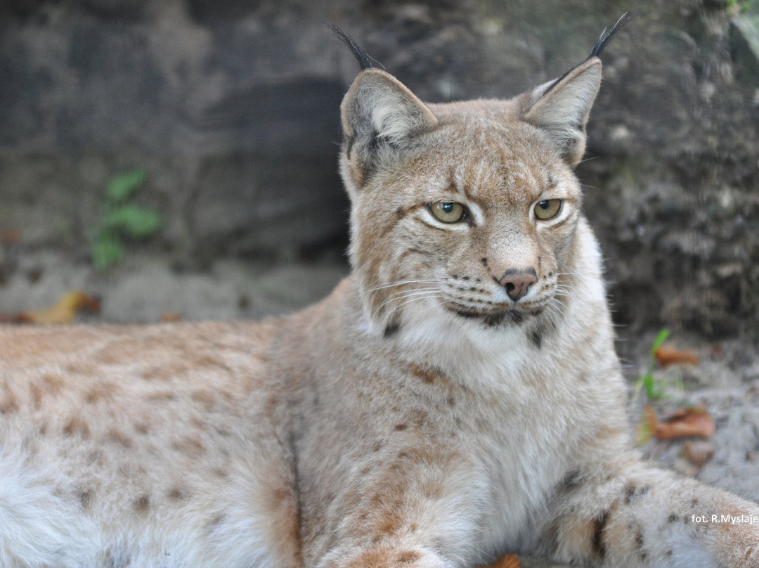Wildlife Seminars景点图片