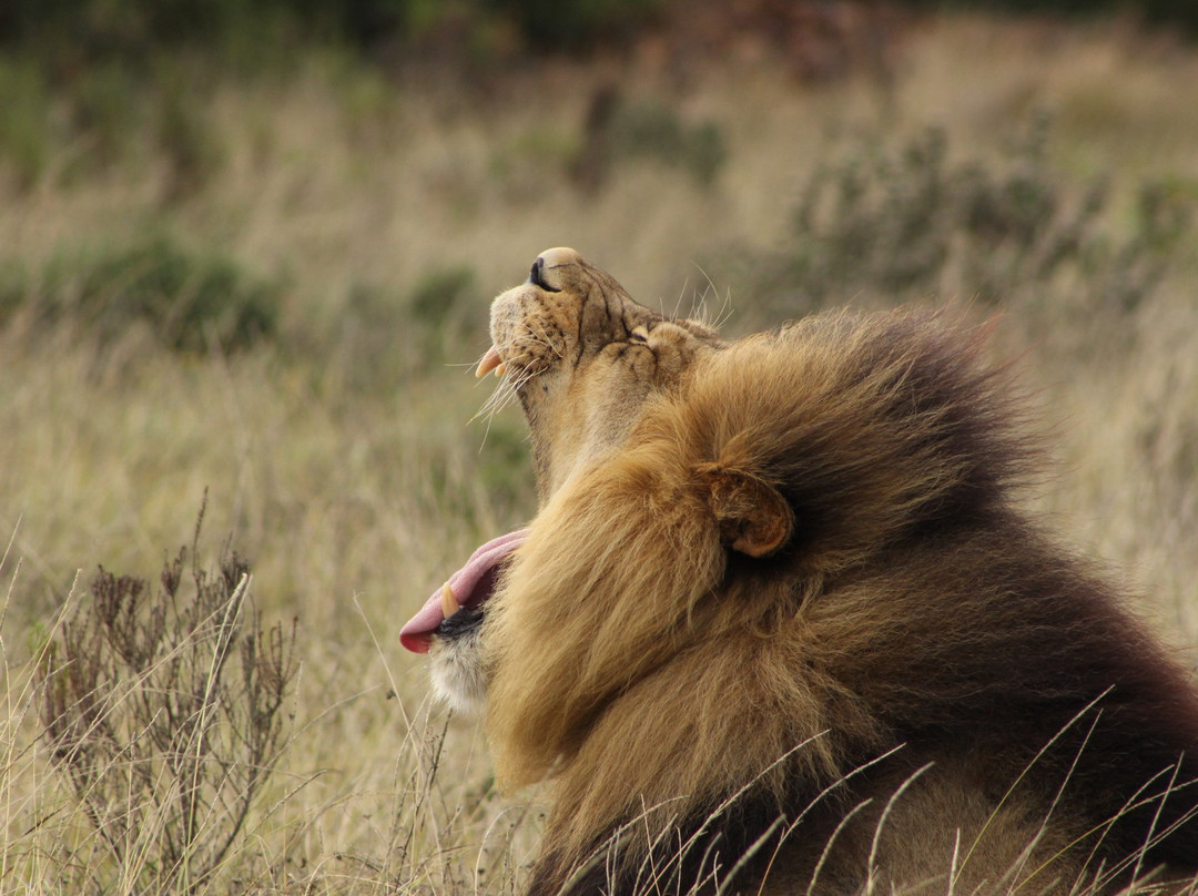Nkonzo Wildlife Research景点图片