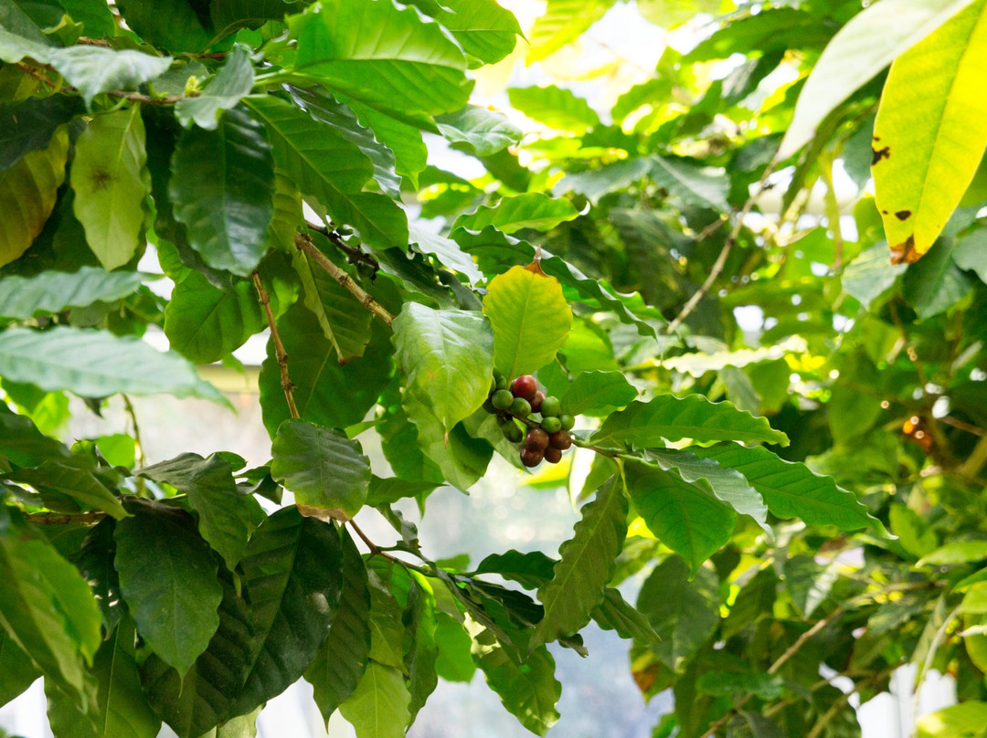 Atagawa Bananawani Garden Bunen-东伊豆町必去景点