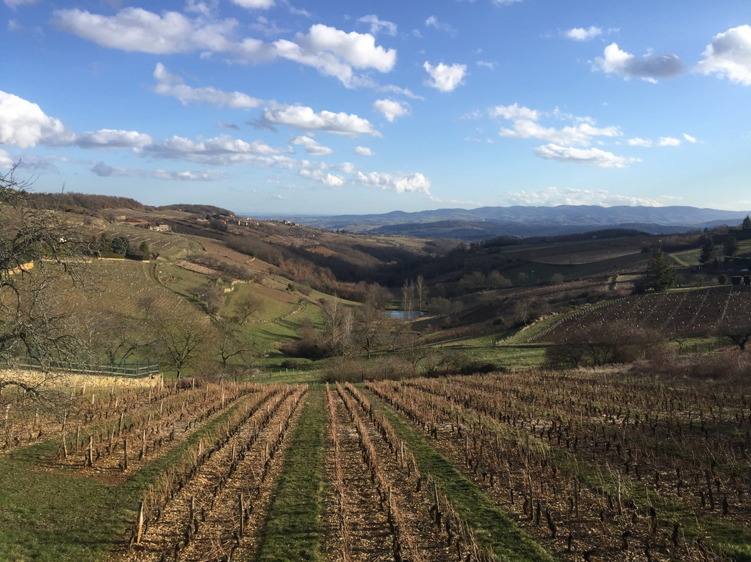 Domaine Chasselay景点图片