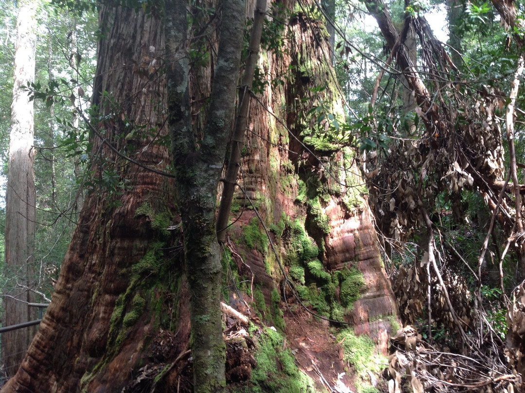Personalised Tasmanian Tours-霍巴特必去景点