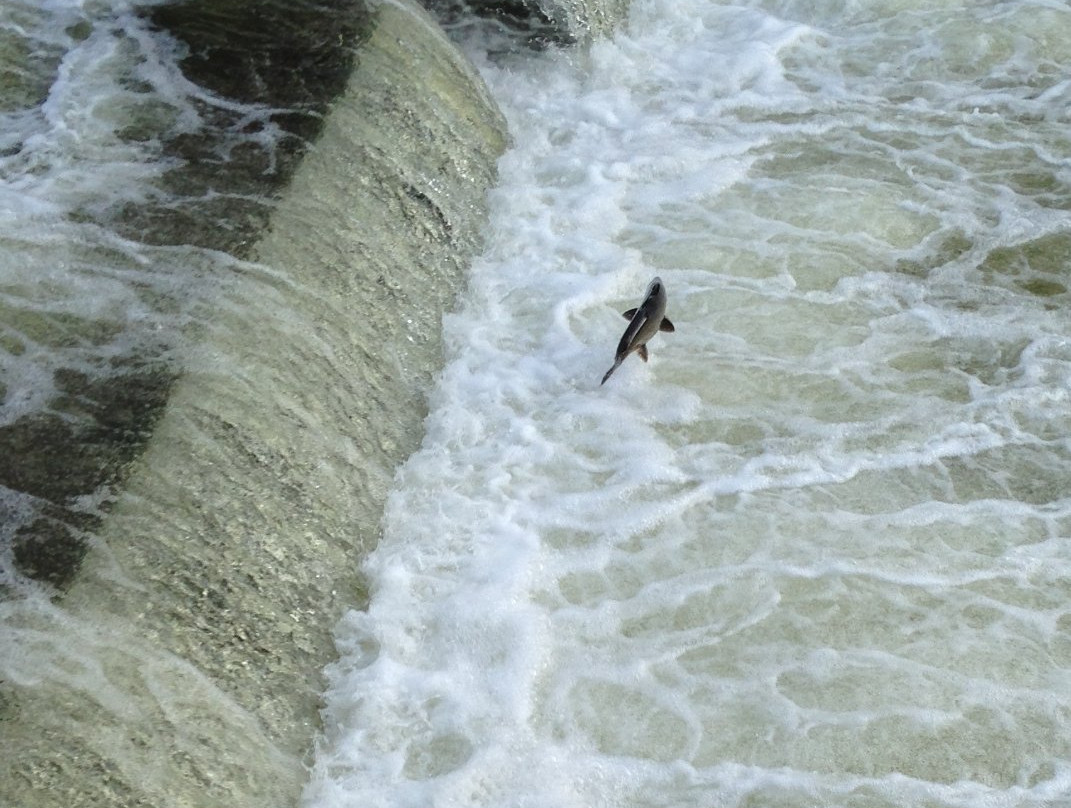 Homestead Dam-Benzonia必去景点