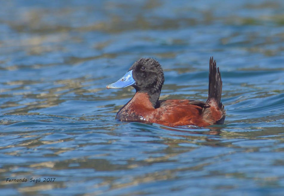 Pucon Birding-普孔必去景点