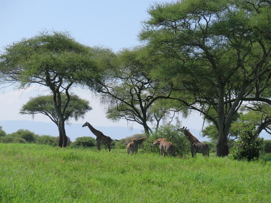 Summit Heroes Expeditions-阿鲁沙必去景点
