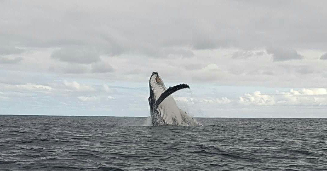 Oceans Alive-Scottburgh必去景点