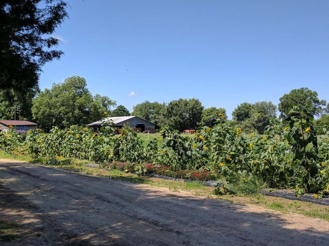 Marks Melon Patch-Dawson必去景点