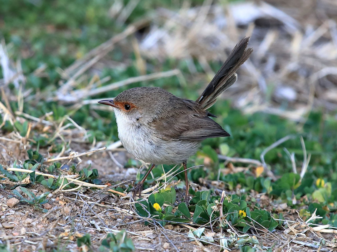 Putta Bucca Wetlands-马奇必去景点