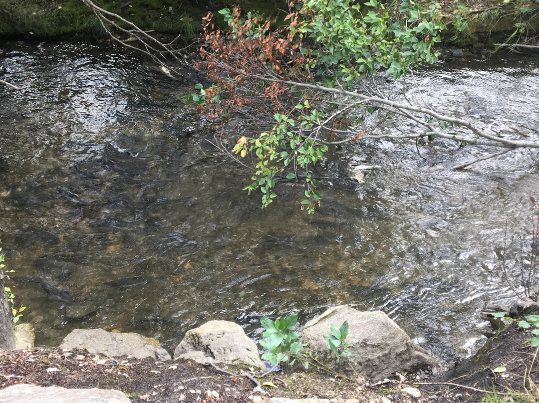 Pullen Creek Stream Walk-史凯威必去景点