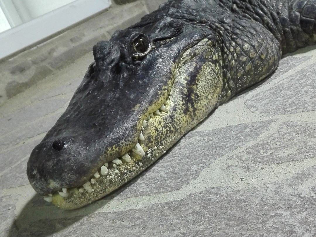 Krokodyli ZOO Protivin景点图片