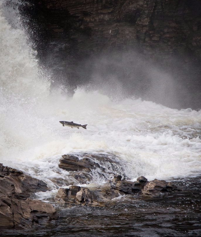 Torrent River Salmon Interpretation Centre and Fishway-Hawke's Bay必去景点