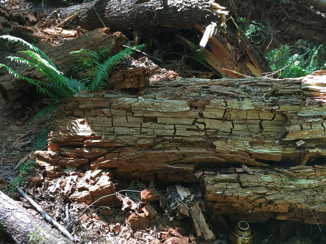Teapot Hill Trail-Cultus Lake必去景点