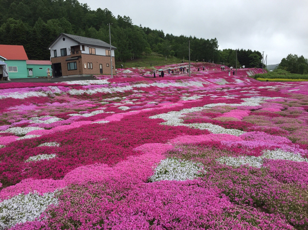 Mishima's Shibazakura Garden景点图片