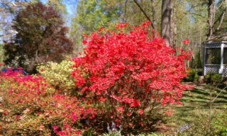 The Dulwich Manor主图