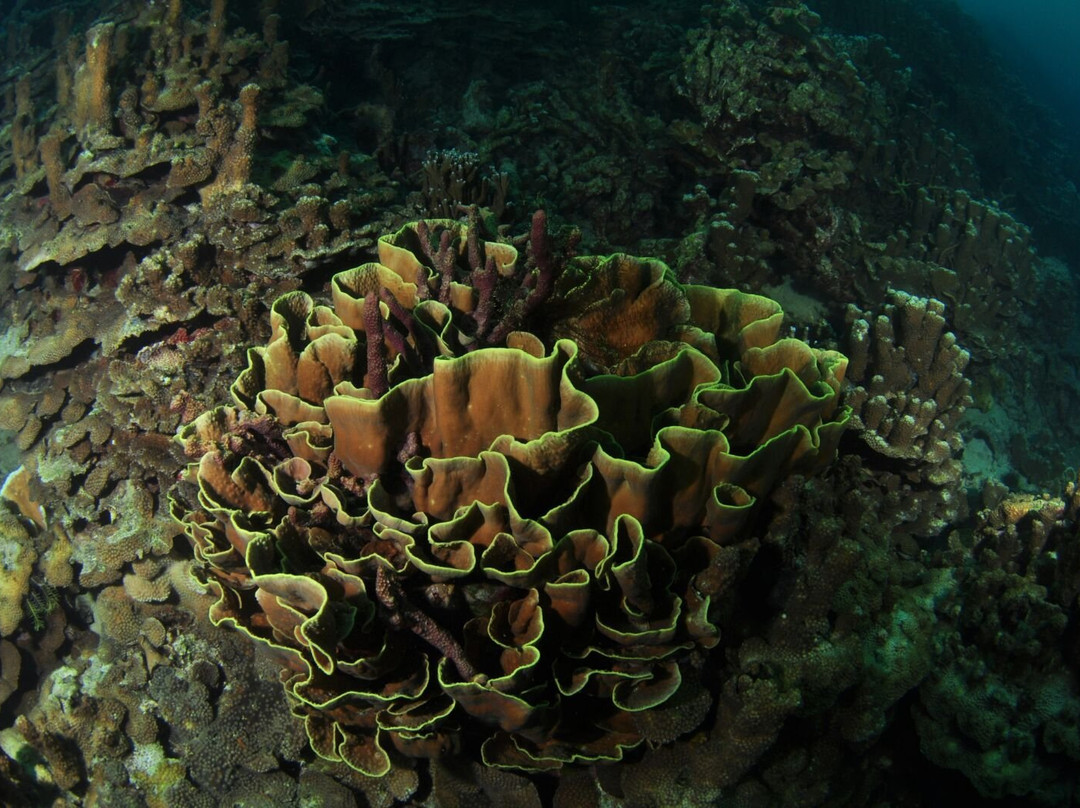 Tanjung Putus Island-班达楠榜必去景点