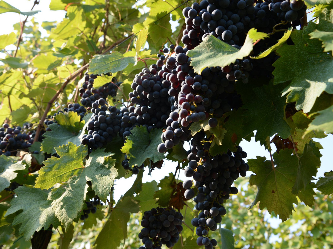 Azienda Agraria San Gregorio景点图片