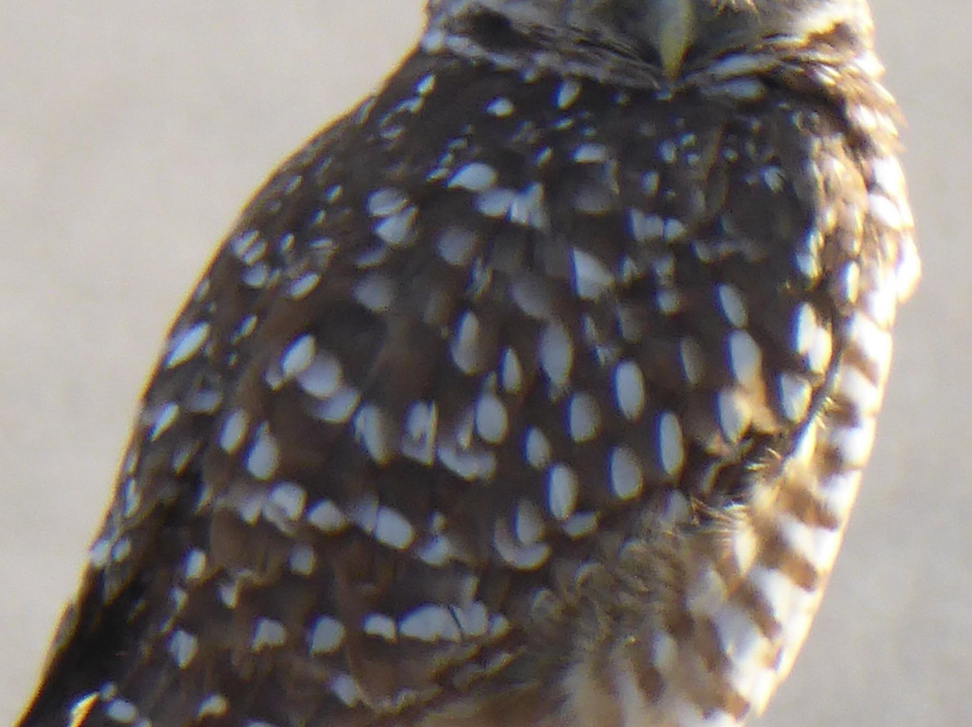 Cape Coral Farmers Market-开普科勒尔必去景点