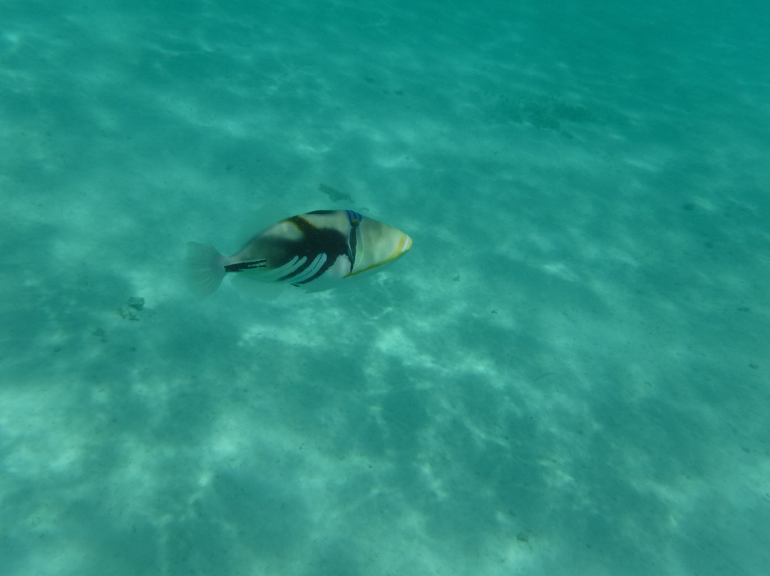 Tikioki Marine Reserve-拉罗汤加必去景点