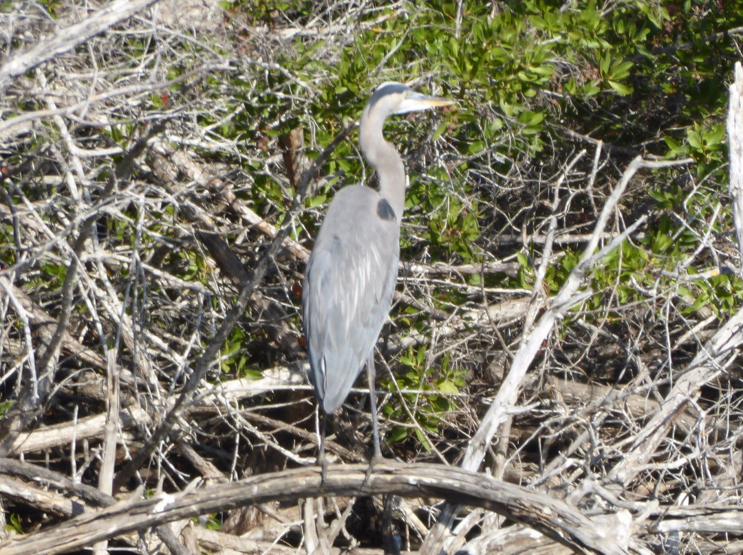 Estero Del Yugo-马萨特兰必去景点