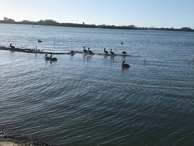 Island Jet Ski Tours & Rentals-恩格尔伍德必去景点