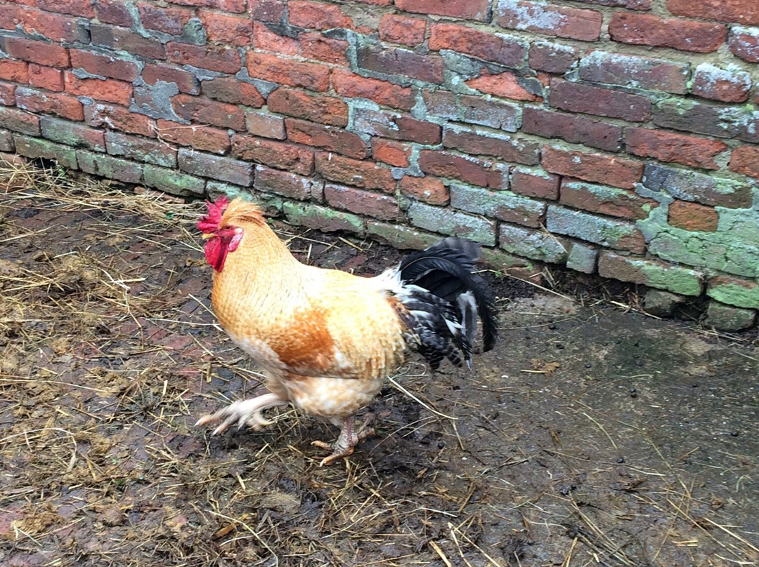 Manor Organic Farm景点图片