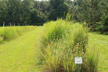 J.C. Reuthinger Memorial Preserve-佩里斯堡必去景点