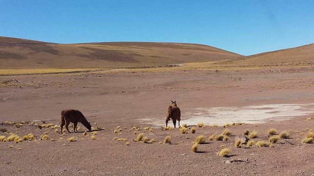 Salar de Coposa-Pica必去景点