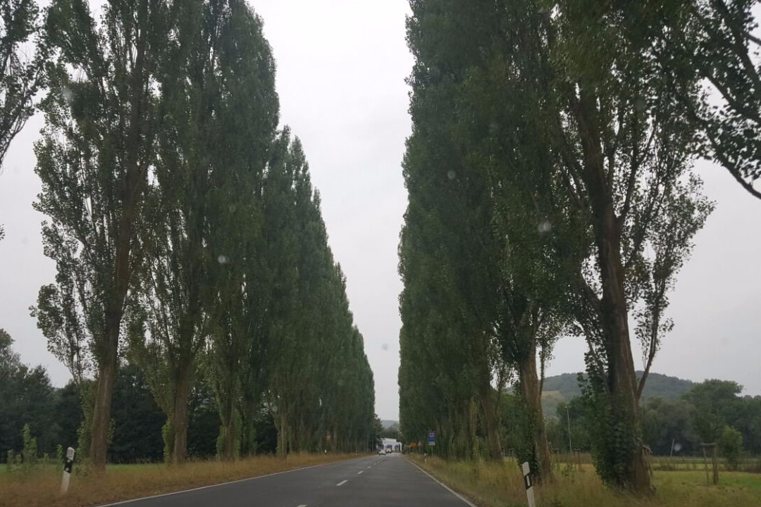 Lauda-Koenigshofen旅游攻略图片