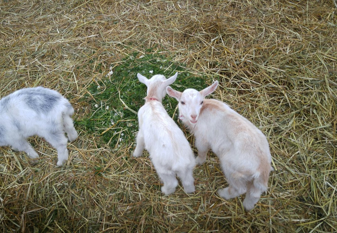 Earth Dream Kakuyama Farm-江别市必去景点