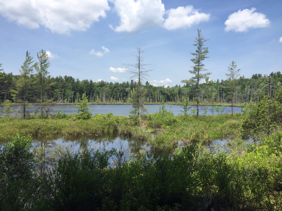 Emmons Pond Bog-Oneonta必去景点